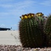 Flight line Friday at DM: Cactus Edition