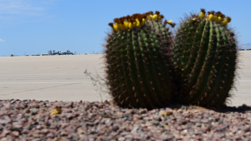 Flight line Friday at DM: Cactus Edition