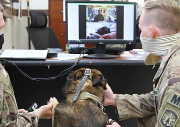 Virtual Veterinary Services