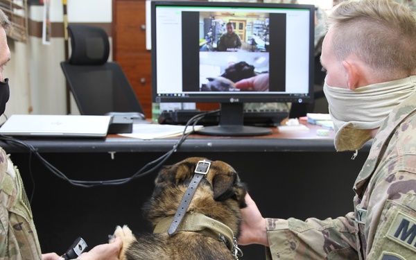 Virtual Veterinary Services