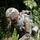 NY Army National Guard Engineers Train at Fort Drum