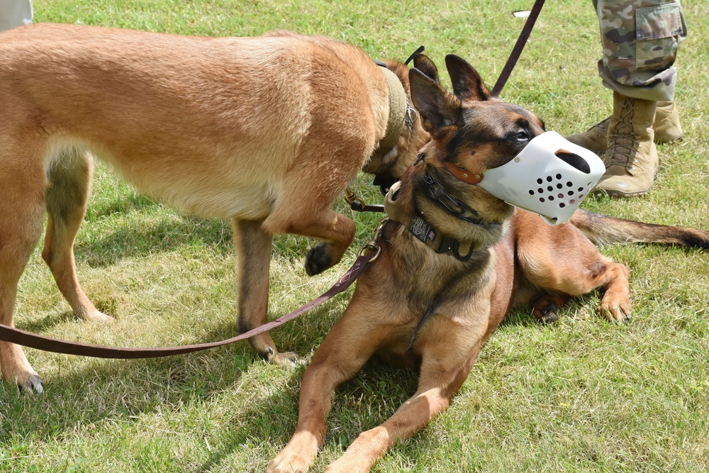 Soldiers learn to read their dogs