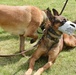 Soldiers learn to read their dogs