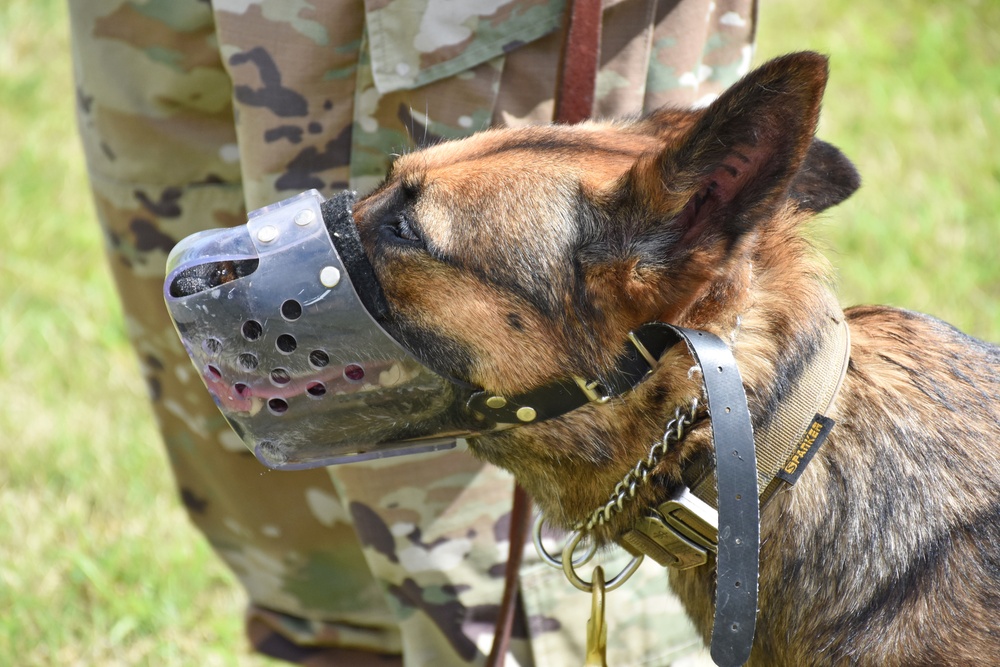 Soldiers learn to read their dogs