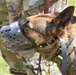 Soldiers learn to read their dogs