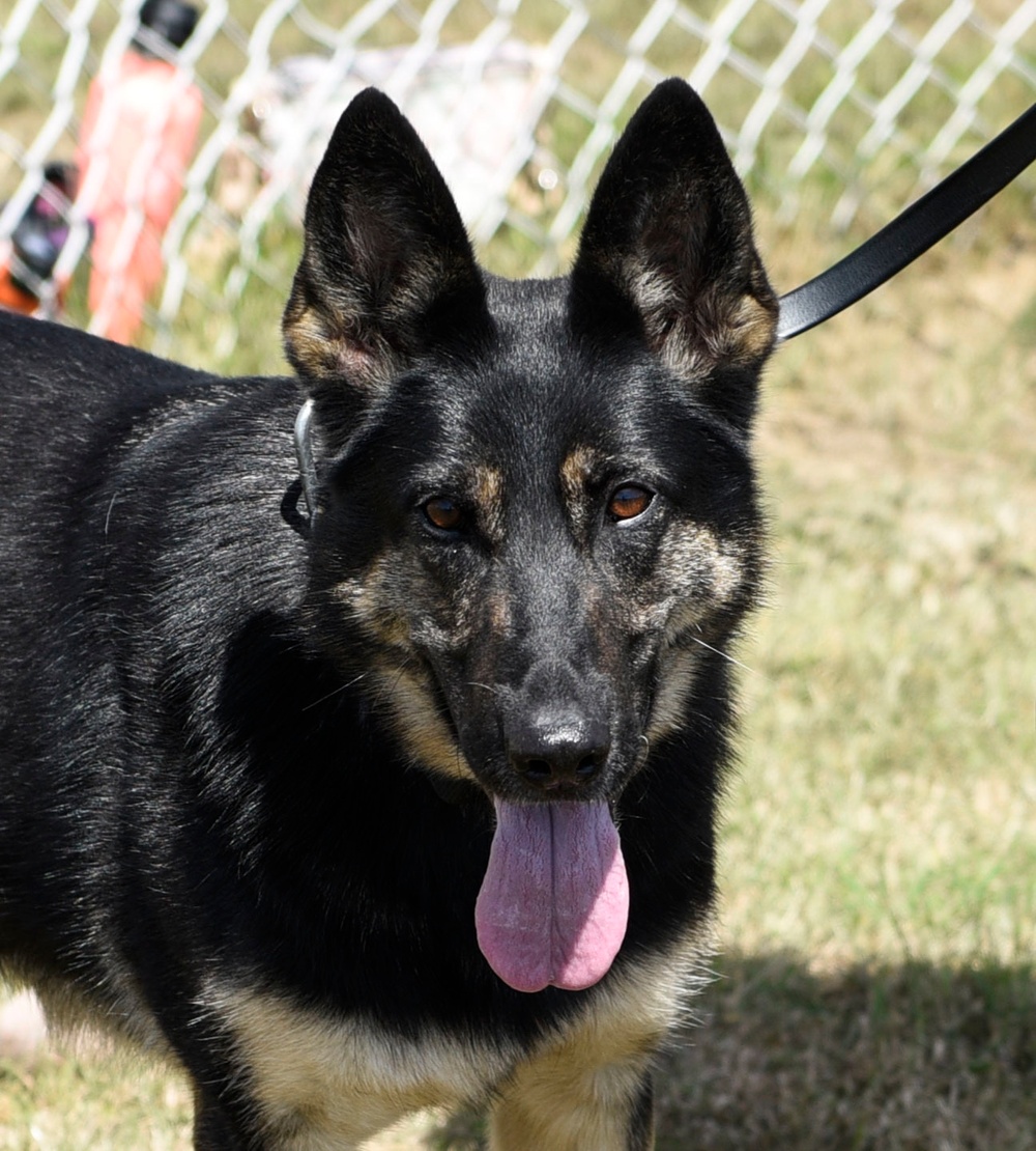 MWD handlers demonstrate for Spangdahlem AB families
