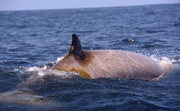 Navy and Scientific Partners Monitor Migrating Whales
