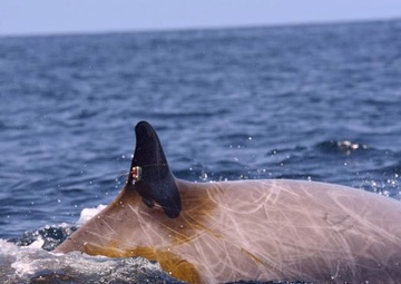 USS Cole Supports Marine Mammal Study