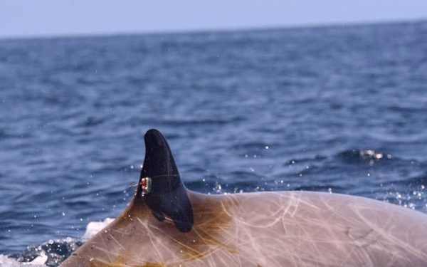 Navy and Scientific Partners Monitor Migrating Whales