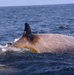 Navy and Scientific Partners Monitor Migrating Whales