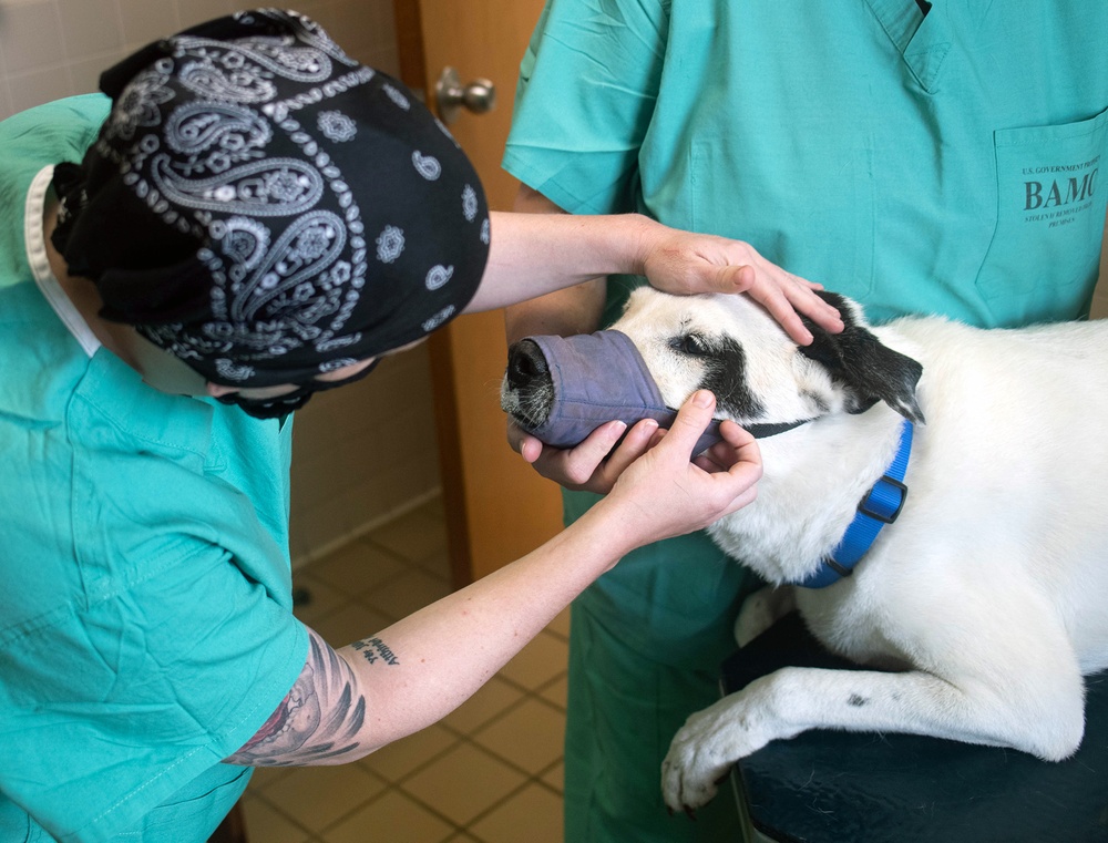 Curbside service helping JBSA vet clinics protect pets, staff, clients