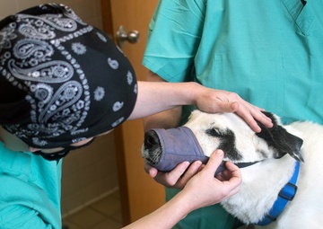 Curbside service helping JBSA vet clinics protect pets, staff, clients