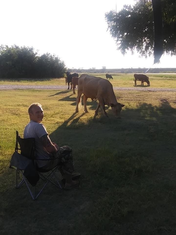 Wild cattle