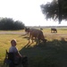 Wild cattle