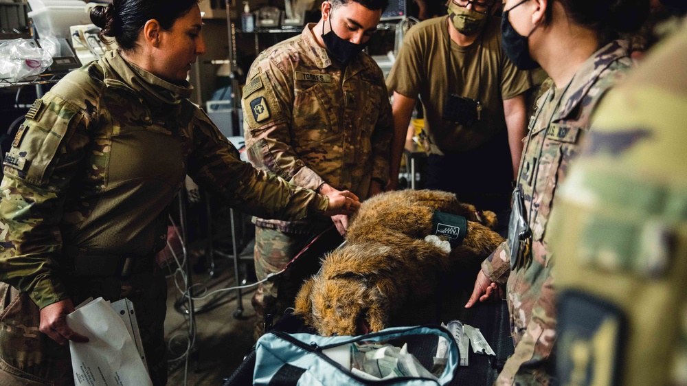 949th Medical Detachment provides Military Working Dog (MWD) Veterinary Training