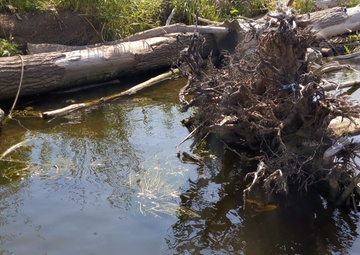 USACE completes installation of Submerged Aquatic Vegetation in the Buffalo River