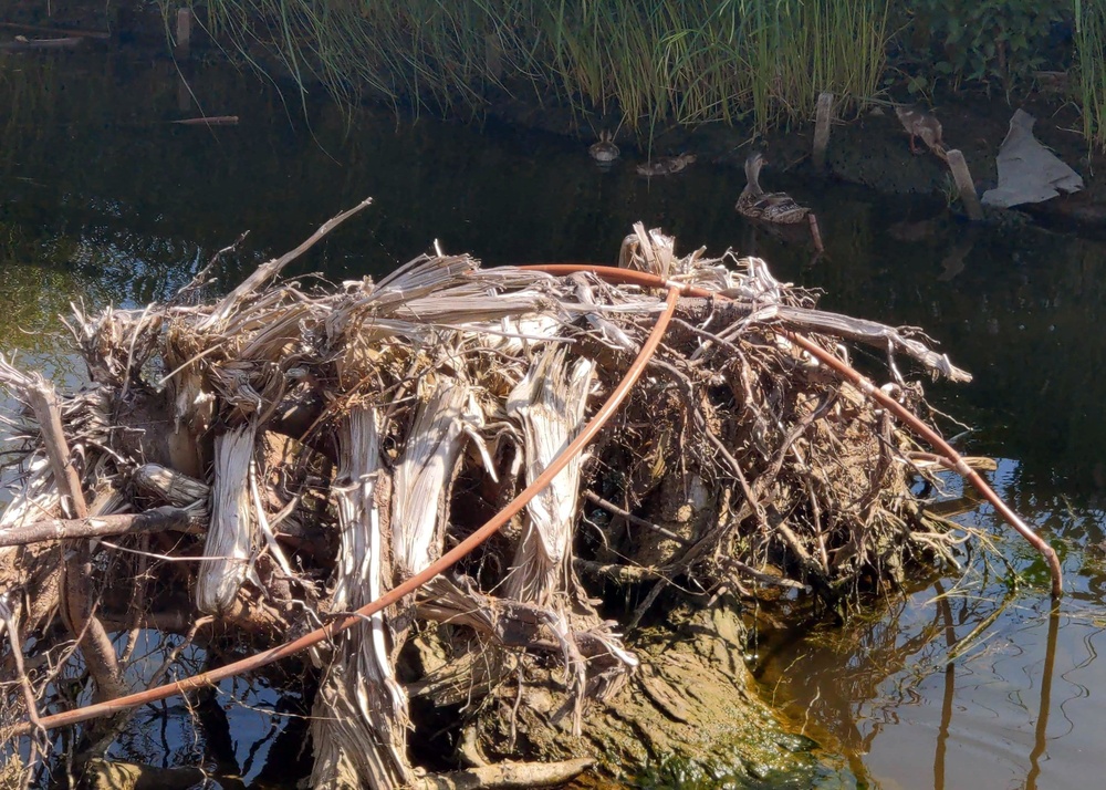 USACE completes installation of Submerged Aquatic Vegetation in the Buffalo River