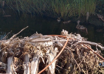 USACE completes installation of Submerged Aquatic Vegetation in the Buffalo River