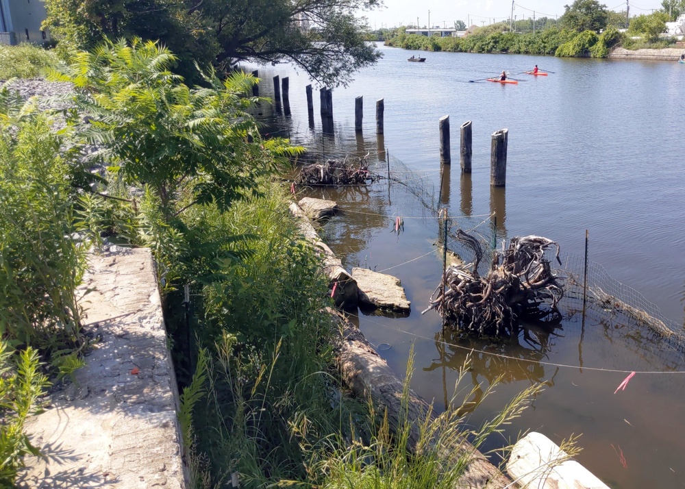 USACE completes installation of Submerged Aquatic Vegetation in the Buffalo River
