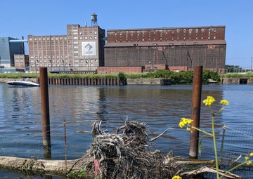 USACE completes installation of Submerged Aquatic Vegetation in the Buffalo River
