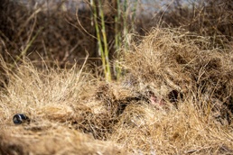 Hide and Seek: Marines with Scout Snipers Course participate in stalking exercise