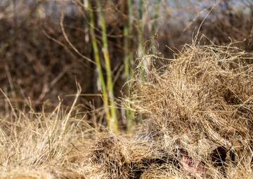 Hide and Seek: Marines with Scout Snipers Course participate in stalking exercise