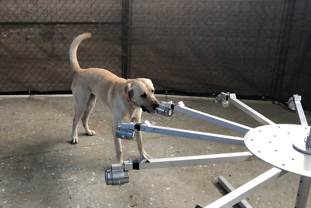 Army, University of Pennsylvania team up to train virus-detecting dogs