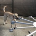 Army, University of Pennsylvania team up to train virus-detecting dogs