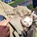Fort Polk Soldiers, veterinary staff band together to rescue kitten