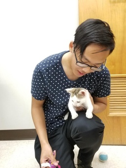 Fort Polk Soldiers, veterinary staff band together to rescue kitten