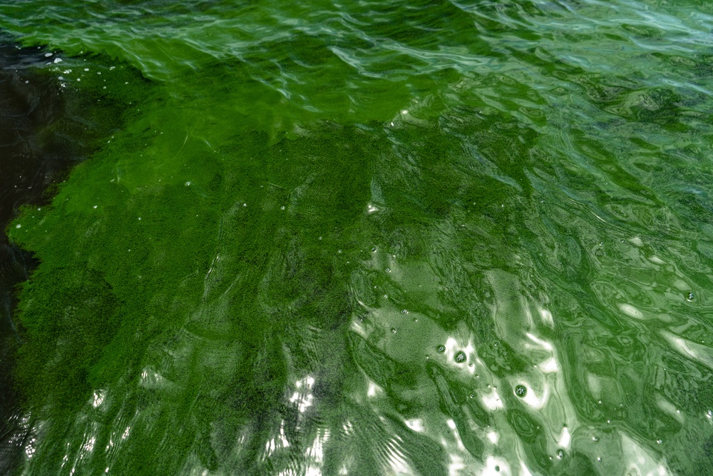 HABITATs Chasing Blue-Green Algae