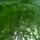 HABITATs Chasing Blue-Green Algae