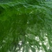 HABITATs Chasing Blue-Green Algae