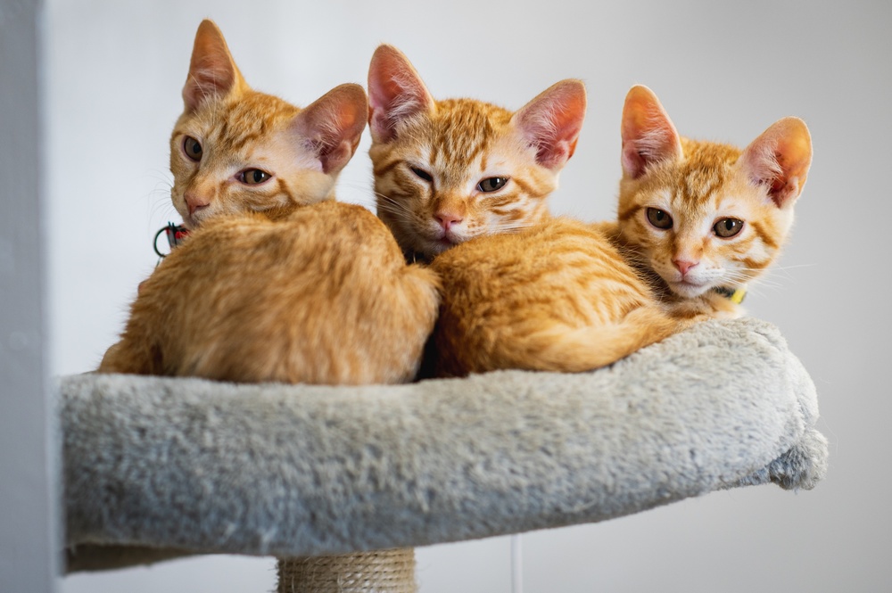IT’S RAINING KITTENS AT FLEET ACTIVITIES YOKOSUKA