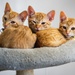 IT’S RAINING KITTENS AT FLEET ACTIVITIES YOKOSUKA