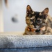 IT’S RAINING KITTENS AT FLEET ACTIVITIES YOKOSUKA