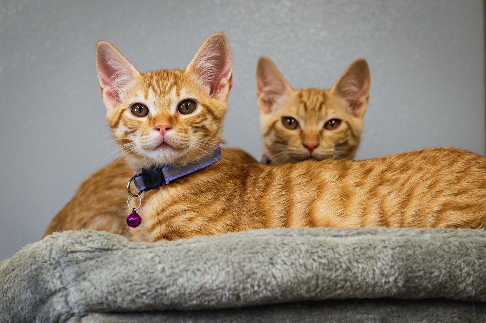 IT’S RAINING KITTENS AT FLEET ACTIVITIES YOKOSUKA