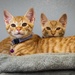 IT’S RAINING KITTENS AT FLEET ACTIVITIES YOKOSUKA