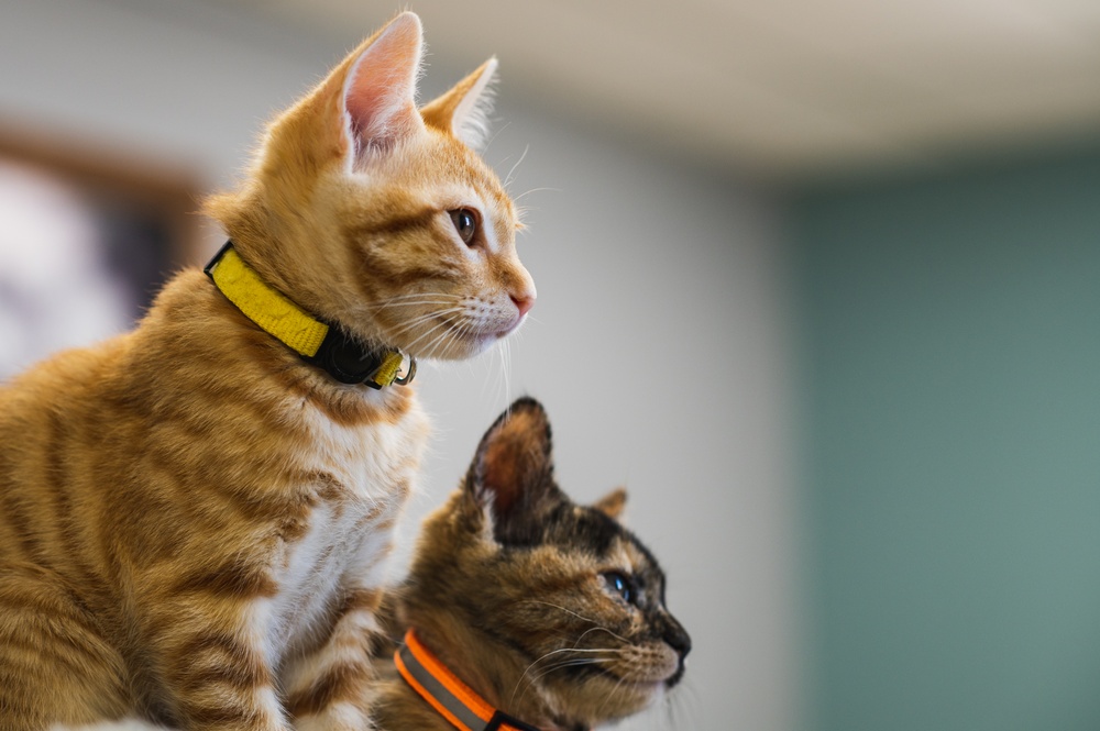 IT’S RAINING KITTENS AT FLEET ACTIVITIES YOKOSUKA