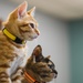 IT’S RAINING KITTENS AT FLEET ACTIVITIES YOKOSUKA