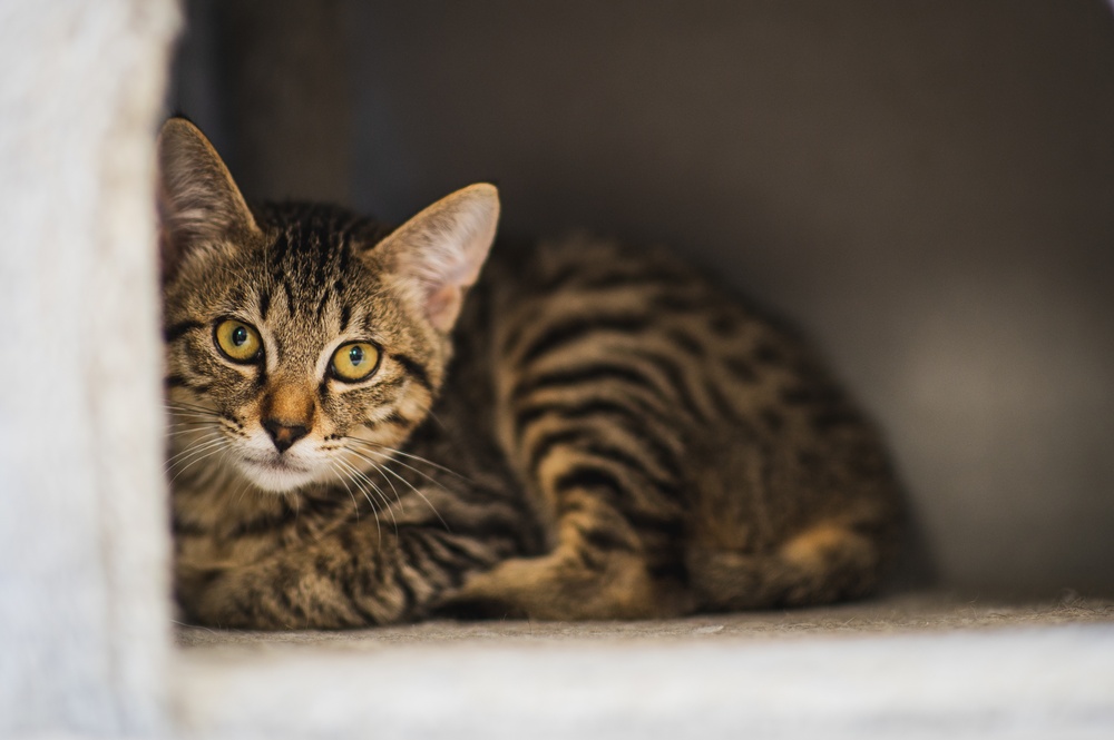 IT’S RAINING KITTENS AT FLEET ACTIVITIES YOKOSUKA
