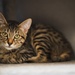 IT’S RAINING KITTENS AT FLEET ACTIVITIES YOKOSUKA