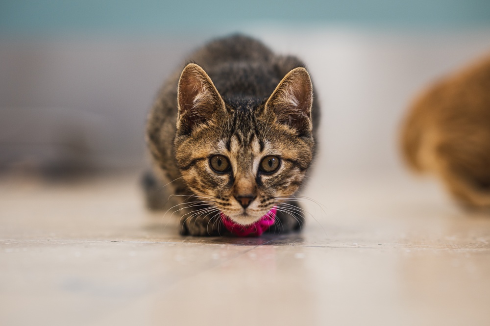 IT’S RAINING KITTENS AT FLEET ACTIVITIES YOKOSUKA