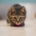 IT’S RAINING KITTENS AT FLEET ACTIVITIES YOKOSUKA