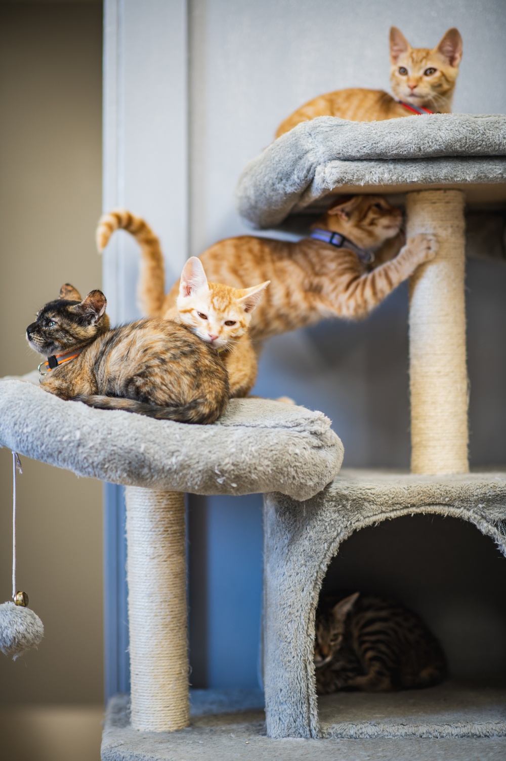 IT’S RAINING KITTENS AT FLEET ACTIVITIES YOKOSUKA