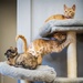 IT’S RAINING KITTENS AT FLEET ACTIVITIES YOKOSUKA