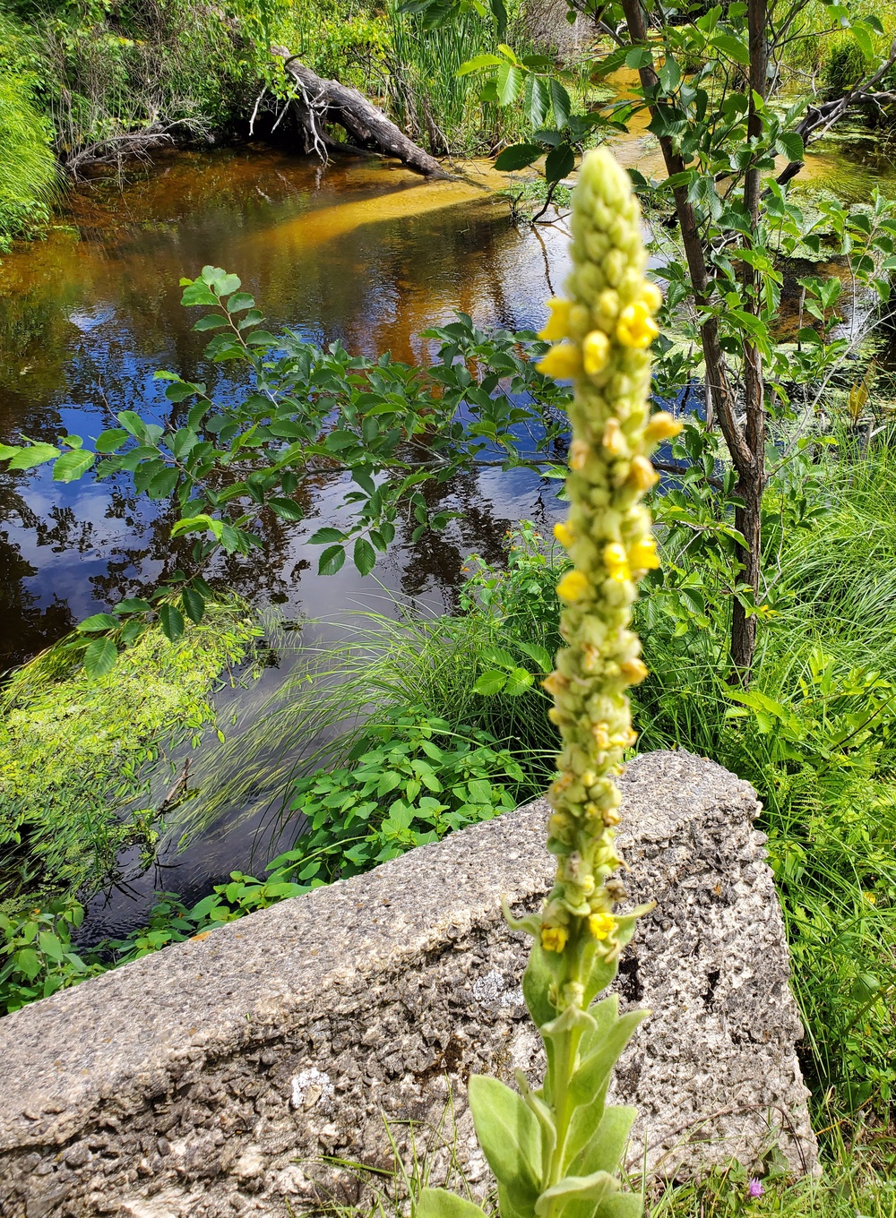 Fort McCoy trout stream