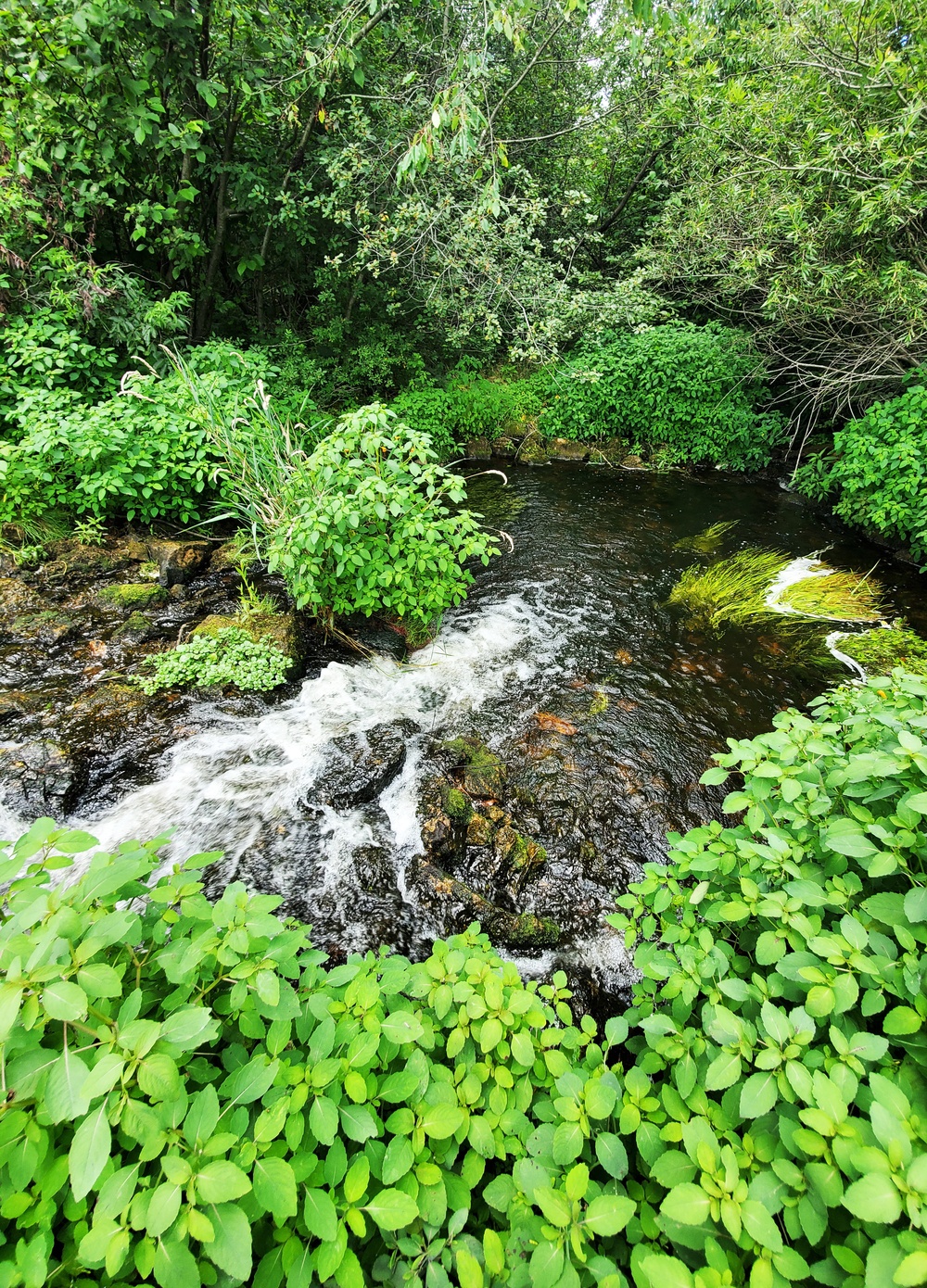 Fort McCoy trout stream