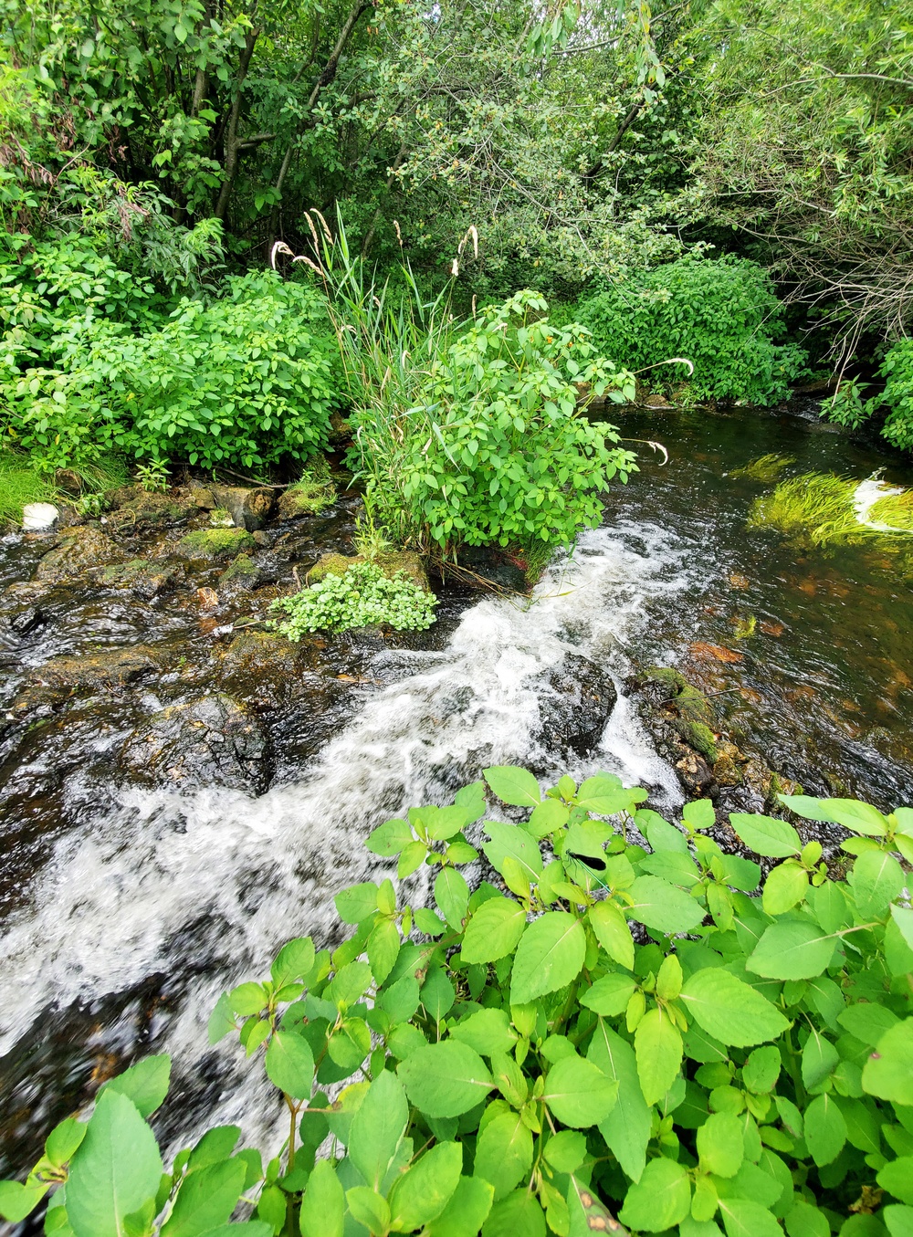 Fort McCoy trout stream