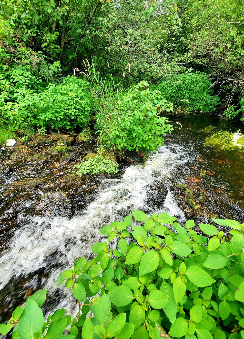 Fort McCoy trout stream